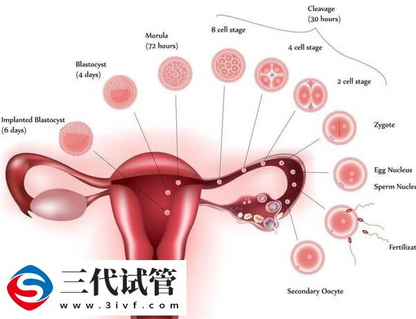 子宫腺肌症癌变的前兆有哪些(图1)