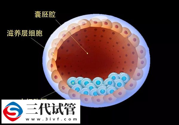 三代囊胚送检通过率高不高(图1)