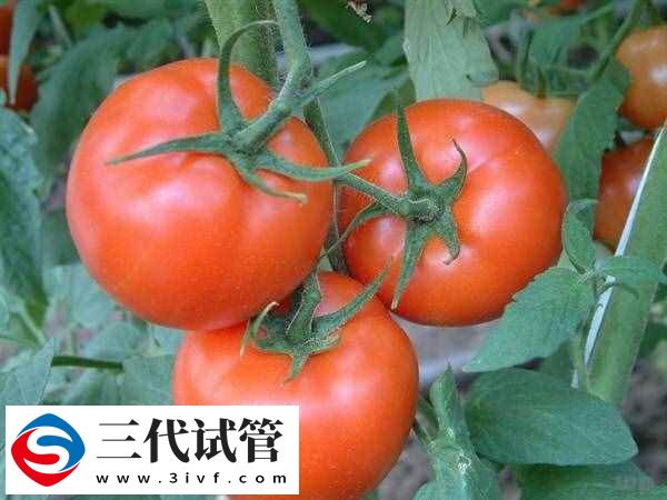 取卵后可以吃什么食物(图2) 取卵后可以吃什么食物(图2)