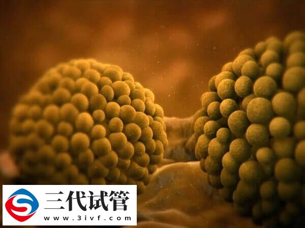 试管婴儿序贯移植是一个周期内先后移植两次胚胎吗？(图1)