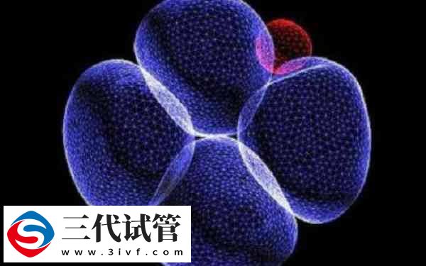 13细胞胚胎怎么样(图2)