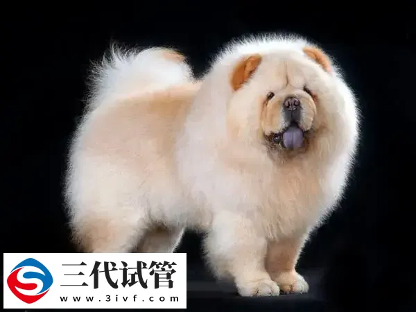 孕妇几个月后可以养狗(图1)