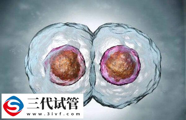 一次移植2个囊胚成功率多少(图1) 一次移植2个囊胚成功率多少(图1)