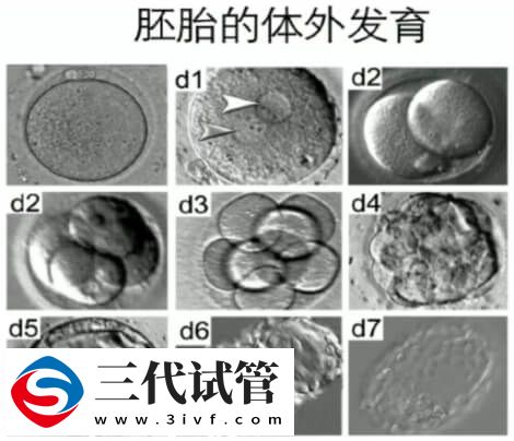 养囊第7天还能不能成功(图1)